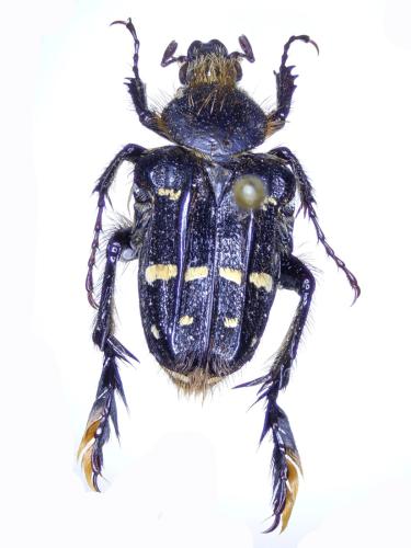 Chromoptilia diversipes